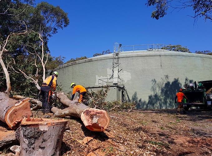 Tree and Weed Removal Newcastle